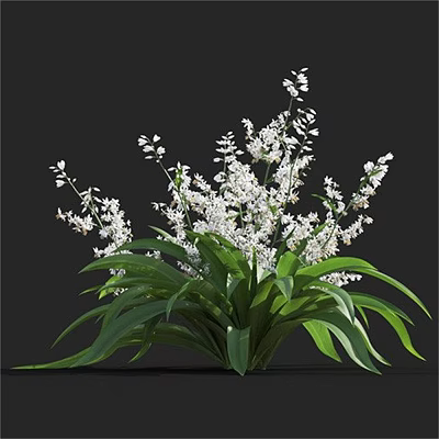 Fresh White Blooms With Vibrant Green Leaves In Natural Plant Arrangement 3d model