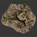 Natural Weathered Wooden Tree Stump With Green Moss And Wood Chips Soil