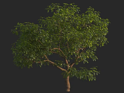 Lush Green Arbor With Dense Foliage And Strong Trunk In Natural Setting 3d model