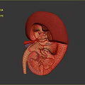 Detailed 3D Rendered Human Kidney Anatomy Model Showing Internal Structures