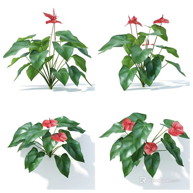 Indoor Decorative Potted Anthurium Plants With Green Leaves And Red Flowers 3d model 