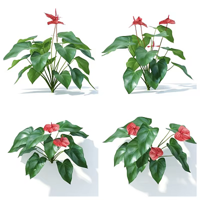 Indoor Decorative Potted Anthurium Plants With Green Leaves And Red Flowers 3d model