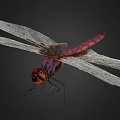 Purple Dragonfly With Red Eyes And Transparent Wings On Black Background 3d model