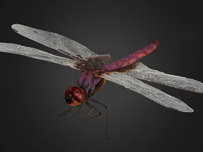 Purple Dragonfly With Red Eyes And Transparent Wings On Black Background 3d model