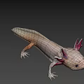Unique Axolotl With Pink Feathery Gills And White Smooth Body Appearance
