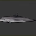 Realistic Marine Dolphin Creature With Shiny Skin And Reflective Surface