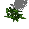 Vibrant Green Shrub With Lush Leaves For Garden Landscaping Design
