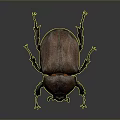 Close Up View Of Detailed Brown Beetle With Shiny Exoskeleton And Long Legs