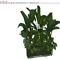 Lush Potted Bonsai Plants With Various Green Leaves And Large Tropical Foliage Combination