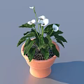 Bonsai Potted Plant With White Flowers Green Leaves And Orange Terracotta Pot