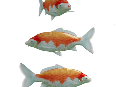 Beautiful Orange And White Koi Fish Aquatic Animals Swimming With Colorful Scales 3d model