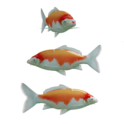Beautiful Orange And White Koi Fish Aquatic Animals Swimming With Colorful Scales 3d model