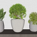 Bonsai Potted Plants On Wooden Shelf With Various Shapes And White Pots