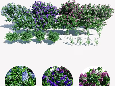 Vibrant Purple And Green Flower Bushes With Lush Leaves And Blooms 3d model