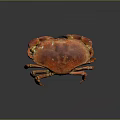 Red Orange Crab with Shiny Shell and Spiny Legs in Standing Pose on Dark Background