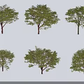 Various Tree Types With Different Shapes Green Leaves And Natural Shadows 3d model