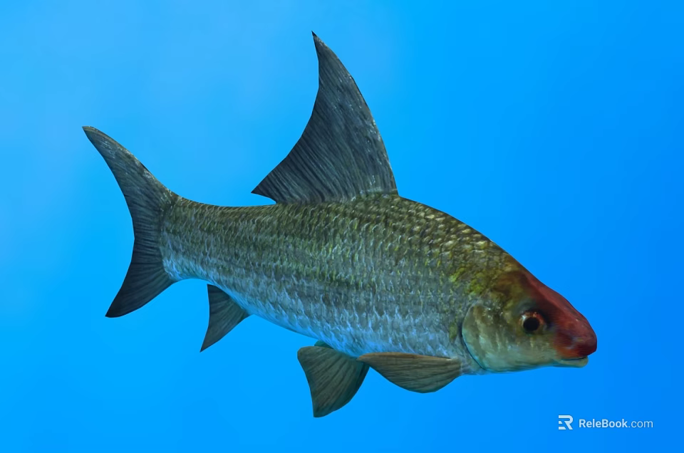 Silver Gray Fish With Red Head And Large Dorsal Fin Swimming In Blue Water 3d model 