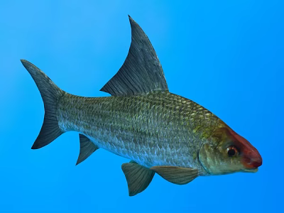 Silver Gray Fish With Red Head And Large Dorsal Fin Swimming In Blue Water 3d model