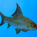 Silver Gray Fish With Red Head And Large Dorsal Fin Swimming In Blue Water