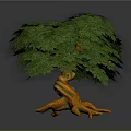 Vibrant Decorative Plant Featuring Lush Green Leaves Unique Twisted Roots And Natural Artistic Design
