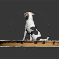 White and black spotted dog sitting on gear-patterned cloth looking up with gray background