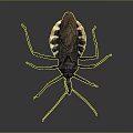 Assassin Bug With Black And White Body Red Spots Long Legs On Dark Background