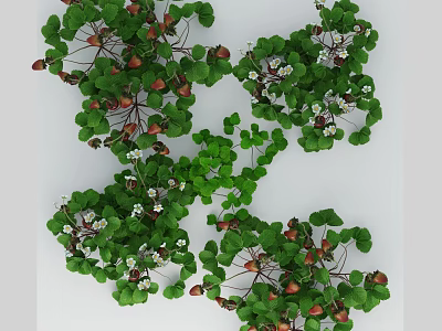 Green Leafy Shrub With Red Berries And White Flowers In Garden Setting 3d model