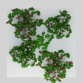 Green Leafy Shrub With Red Berries And White Flowers In Garden Setting