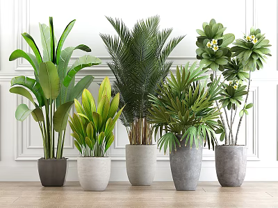 Diverse Indoor Potted Plants in Stylish Ceramic Pots for Home Decoration 3d model