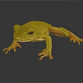Vibrant Yellow Frog with Orange Feet on Glossy Black Surface and Reflective Shadow