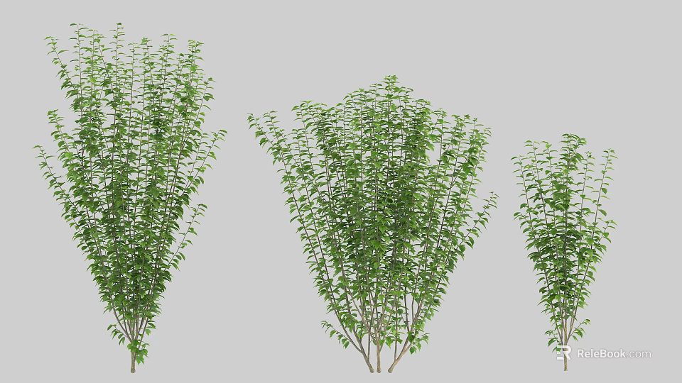 Lush Green Arbor Trees In Various Sizes With Dense Foliage For Landscape Design 3d model 