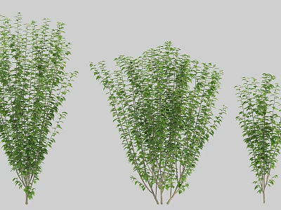 Lush Green Arbor Trees In Various Sizes With Dense Foliage For Landscape Design 3d model