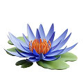 Beautiful Blue Lotus Flower with Orange Stamens and Green Lotus Leaves