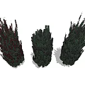 Three Tall Evergreen Shrubs With Dense Foliage And Natural Growth Form