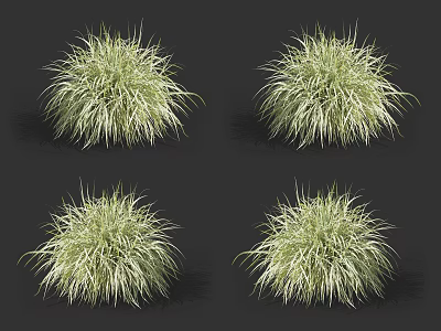 Four Ornamental Grass Clumps With Green And White Foliage For Garden Decor 3d model