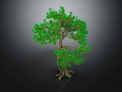 Bonsai Pine Tree with Curved Trunk and Green Needles on Dark Background 3d model