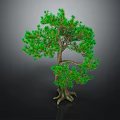Bonsai Pine Tree with Curved Trunk and Green Needles on Dark Background