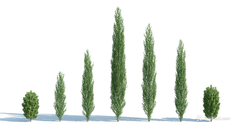 Arborvitae Trees In Different Heights With Green Foliage For Landscape Use 3d model 