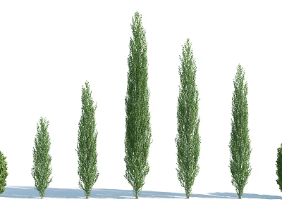 Arborvitae Trees In Different Heights With Green Foliage For Landscape Use 3d model