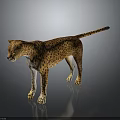 Standing Cheetah With Spotted Coat In Alert Posture Isolated On Gray Background