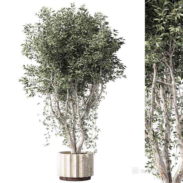 Elegant Bonsai Tree With Lush Green Leaves And Curved Branches In Pot 3d model 
