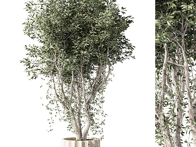 Elegant Bonsai Tree With Lush Green Leaves And Curved Branches In Pot 3d model