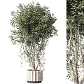 Elegant Bonsai Tree With Lush Green Leaves And Curved Branches In Pot