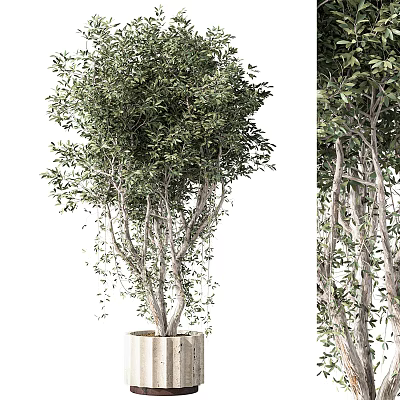 Elegant Bonsai Tree With Lush Green Leaves And Curved Branches In Pot 3d model