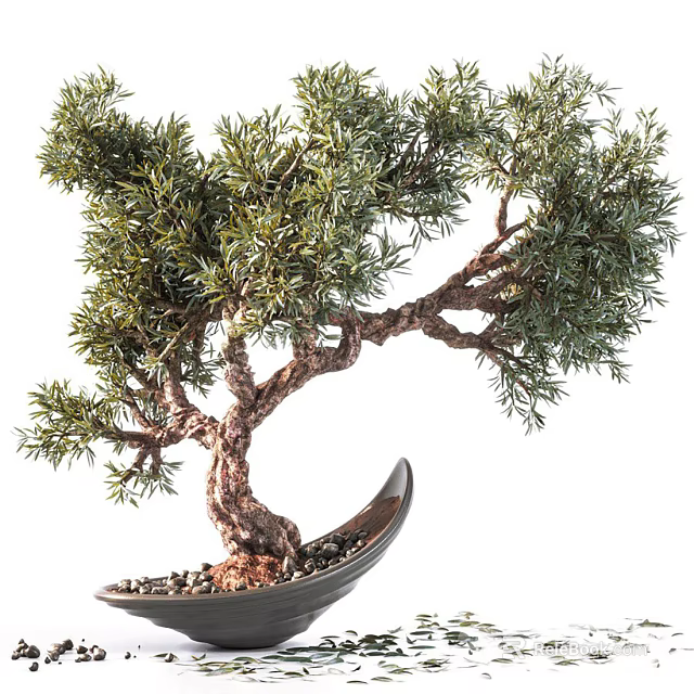 Bonsai Tree With Twisted Trunk Lush Green Foliage In Curved Black Pot With Small Pebbles 3d model 
