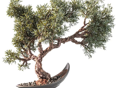 Bonsai Tree With Twisted Trunk Lush Green Foliage In Curved Black Pot With Small Pebbles 3d model