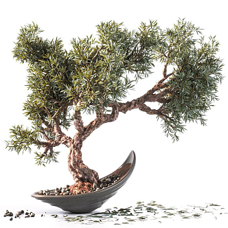 New Chinese Bonsai Pine Bonsai 3d model