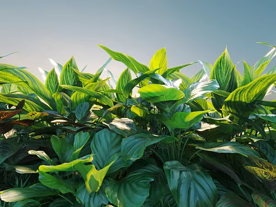 Green Shrubs With Lush Vibrant Leaves Bathed in Sunlight and Glossy Foliage 3d model