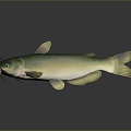 catfish catfish catfish beard catfish beard catfish egyptian beard catfish freshwater fish marine fish 3d model