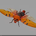 Vibrant Red Insect With Orange Wings And Black Spots On Dark Surface